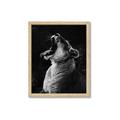 Picture of Yawning lion _GroupedProduct_Rectangle_Portrait_Photography _GroupedProduct_Rectangle_Portrait_Framed_Matted_