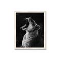 Picture of Yawning lion _GroupedProduct_Rectangle_Portrait_Photography _GroupedProduct_Rectangle_Portrait_Framed_Matted_