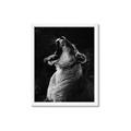 Picture of Yawning lion _GroupedProduct_Rectangle_Portrait_Photography _GroupedProduct_Rectangle_Portrait_Framed_Matted_