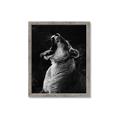 Picture of Yawning lion _GroupedProduct_Rectangle_Portrait_Photography _GroupedProduct_Rectangle_Portrait_Framed_Matted_