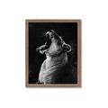 Picture of Yawning lion _GroupedProduct_Rectangle_Portrait_Photography _GroupedProduct_Rectangle_Portrait_Framed_Matted_