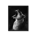 Picture of Yawning lion _GroupedProduct_Rectangle_Portrait_Photography _GroupedProduct_Rectangle_Portrait_Framed_Matted_