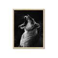 Picture of Yawning lion _GroupedProduct_Rectangle_Portrait_Photography _GroupedProduct_Rectangle_Portrait_Framed_Matted_