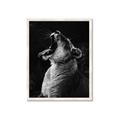 Picture of Yawning lion _GroupedProduct_Rectangle_Portrait_Photography _GroupedProduct_Rectangle_Portrait_Framed_Matted_