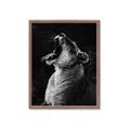 Picture of Yawning lion _GroupedProduct_Rectangle_Portrait_Photography _GroupedProduct_Rectangle_Portrait_Framed_Matted_