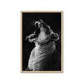 Picture of Yawning lion _GroupedProduct_Rectangle_Portrait_Photography _GroupedProduct_Rectangle_Portrait_Framed_Matted_