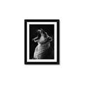Picture of Yawning lion _GroupedProduct_Rectangle_Portrait_Photography _GroupedProduct_Rectangle_Portrait_Framed_Matted_
