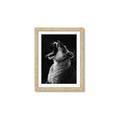 Picture of Yawning lion _GroupedProduct_Rectangle_Portrait_Photography _GroupedProduct_Rectangle_Portrait_Framed_Matted_