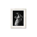 Picture of Yawning lion _GroupedProduct_Rectangle_Portrait_Photography _GroupedProduct_Rectangle_Portrait_Framed_Matted_