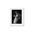 Picture of Yawning lion _GroupedProduct_Rectangle_Portrait_Photography _GroupedProduct_Rectangle_Portrait_Framed_Matted_