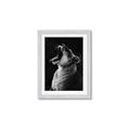 Picture of Yawning lion _GroupedProduct_Rectangle_Portrait_Photography _GroupedProduct_Rectangle_Portrait_Framed_Matted_