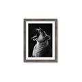 Picture of Yawning lion _GroupedProduct_Rectangle_Portrait_Photography _GroupedProduct_Rectangle_Portrait_Framed_Matted_