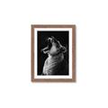 Picture of Yawning lion _GroupedProduct_Rectangle_Portrait_Photography _GroupedProduct_Rectangle_Portrait_Framed_Matted_