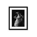 Picture of Yawning lion _GroupedProduct_Rectangle_Portrait_Photography _GroupedProduct_Rectangle_Portrait_Framed_Matted_