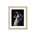 Picture of Yawning lion _GroupedProduct_Rectangle_Portrait_Photography _GroupedProduct_Rectangle_Portrait_Framed_Matted_