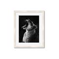 Picture of Yawning lion _GroupedProduct_Rectangle_Portrait_Photography _GroupedProduct_Rectangle_Portrait_Framed_Matted_