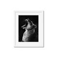 Picture of Yawning lion _GroupedProduct_Rectangle_Portrait_Photography _GroupedProduct_Rectangle_Portrait_Framed_Matted_