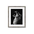 Picture of Yawning lion _GroupedProduct_Rectangle_Portrait_Photography _GroupedProduct_Rectangle_Portrait_Framed_Matted_