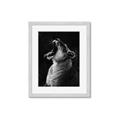 Picture of Yawning lion _GroupedProduct_Rectangle_Portrait_Photography _GroupedProduct_Rectangle_Portrait_Framed_Matted_