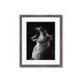 Picture of Yawning lion _GroupedProduct_Rectangle_Portrait_Photography _GroupedProduct_Rectangle_Portrait_Framed_Matted_