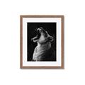 Picture of Yawning lion _GroupedProduct_Rectangle_Portrait_Photography _GroupedProduct_Rectangle_Portrait_Framed_Matted_