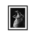 Picture of Yawning lion _GroupedProduct_Rectangle_Portrait_Photography _GroupedProduct_Rectangle_Portrait_Framed_Matted_