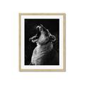 Picture of Yawning lion _GroupedProduct_Rectangle_Portrait_Photography _GroupedProduct_Rectangle_Portrait_Framed_Matted_