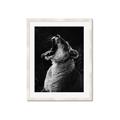Picture of Yawning lion _GroupedProduct_Rectangle_Portrait_Photography _GroupedProduct_Rectangle_Portrait_Framed_Matted_