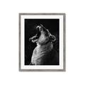 Picture of Yawning lion _GroupedProduct_Rectangle_Portrait_Photography _GroupedProduct_Rectangle_Portrait_Framed_Matted_