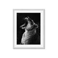 Picture of Yawning lion _GroupedProduct_Rectangle_Portrait_Photography _GroupedProduct_Rectangle_Portrait_Framed_Matted_