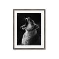 Picture of Yawning lion _GroupedProduct_Rectangle_Portrait_Photography _GroupedProduct_Rectangle_Portrait_Framed_Matted_