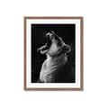Picture of Yawning lion _GroupedProduct_Rectangle_Portrait_Photography _GroupedProduct_Rectangle_Portrait_Framed_Matted_