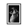 Picture of Yawning lion _GroupedProduct_Rectangle_Portrait_Photography _GroupedProduct_Rectangle_Portrait_Framed_Matted_