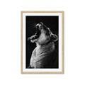 Picture of Yawning lion _GroupedProduct_Rectangle_Portrait_Photography _GroupedProduct_Rectangle_Portrait_Framed_Matted_