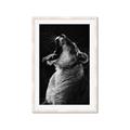 Picture of Yawning lion _GroupedProduct_Rectangle_Portrait_Photography _GroupedProduct_Rectangle_Portrait_Framed_Matted_