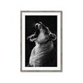 Picture of Yawning lion _GroupedProduct_Rectangle_Portrait_Photography _GroupedProduct_Rectangle_Portrait_Framed_Matted_