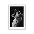 Picture of Yawning lion _GroupedProduct_Rectangle_Portrait_Photography _GroupedProduct_Rectangle_Portrait_Framed_Matted_