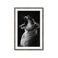 Picture of Yawning lion _GroupedProduct_Rectangle_Portrait_Photography _GroupedProduct_Rectangle_Portrait_Framed_Matted_