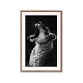 Picture of Yawning lion _GroupedProduct_Rectangle_Portrait_Photography _GroupedProduct_Rectangle_Portrait_Framed_Matted_