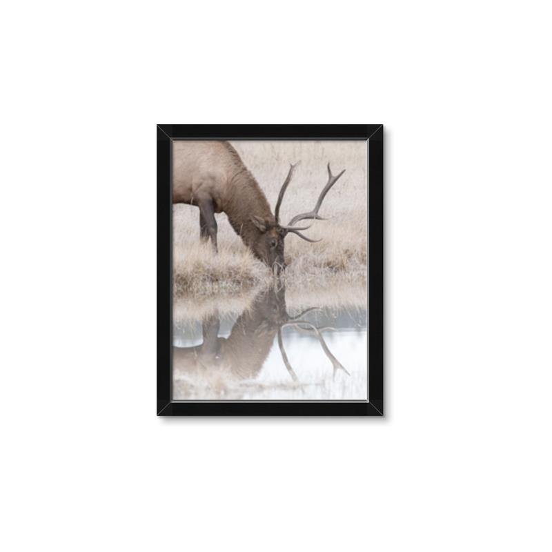 Picture of Elk in the Wild _GroupedProduct_Rectangle_Portrait_Photography _GroupedProduct_Rectangle_Portrait_Framed_Matted_