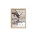 Picture of Elk in the Wild _GroupedProduct_Rectangle_Portrait_Photography _GroupedProduct_Rectangle_Portrait_Framed_Matted_