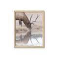 Picture of Elk in the Wild _GroupedProduct_Rectangle_Portrait_Photography _GroupedProduct_Rectangle_Portrait_Framed_Matted_