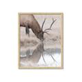 Picture of Elk in the Wild _GroupedProduct_Rectangle_Portrait_Photography _GroupedProduct_Rectangle_Portrait_Framed_Matted_