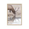 Picture of Elk in the Wild _GroupedProduct_Rectangle_Portrait_Photography _GroupedProduct_Rectangle_Portrait_Framed_Matted_