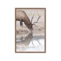 Picture of Elk in the Wild _GroupedProduct_Rectangle_Portrait_Photography _GroupedProduct_Rectangle_Portrait_Framed_Matted_