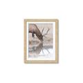 Picture of Elk in the Wild _GroupedProduct_Rectangle_Portrait_Photography _GroupedProduct_Rectangle_Portrait_Framed_Matted_