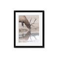 Picture of Elk in the Wild _GroupedProduct_Rectangle_Portrait_Photography _GroupedProduct_Rectangle_Portrait_Framed_Matted_