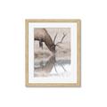 Picture of Elk in the Wild _GroupedProduct_Rectangle_Portrait_Photography _GroupedProduct_Rectangle_Portrait_Framed_Matted_