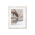 Picture of Elk in the Wild _GroupedProduct_Rectangle_Portrait_Photography _GroupedProduct_Rectangle_Portrait_Framed_Matted_