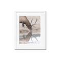 Picture of Elk in the Wild _GroupedProduct_Rectangle_Portrait_Photography _GroupedProduct_Rectangle_Portrait_Framed_Matted_